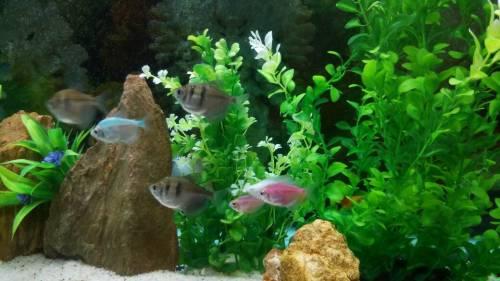 谁爆料热带鱼了视频,热带鱼视频引发热议,真相究竟如何? 第1张 谁爆料热带鱼了视频,热带鱼视频引发热议,真相究竟如何? 第1张